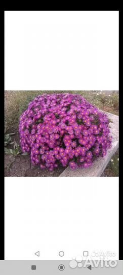 Медуница, астра