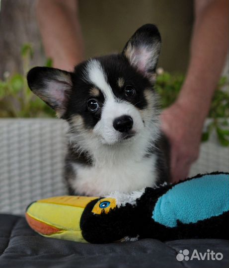 Вельш-корги пемброк