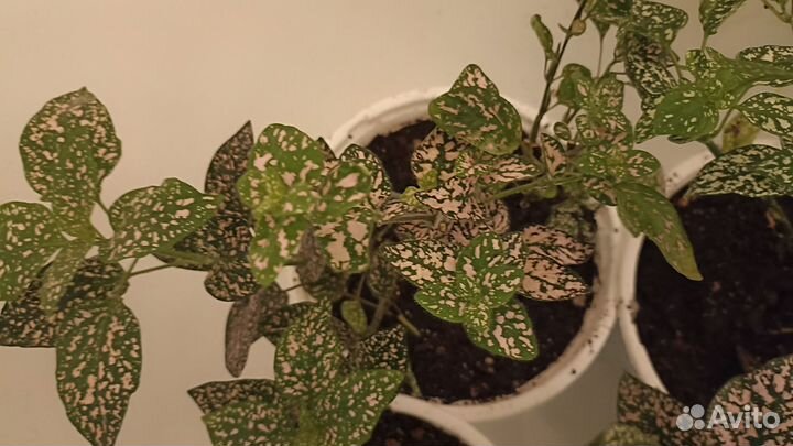 Гипоэстес капли акварели комнатное растение