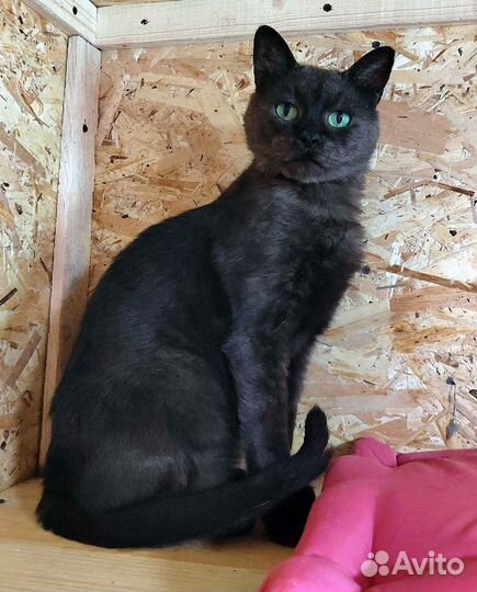 Обаятельный котик в рассвете сил, в дар