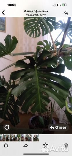 Монстера цветок