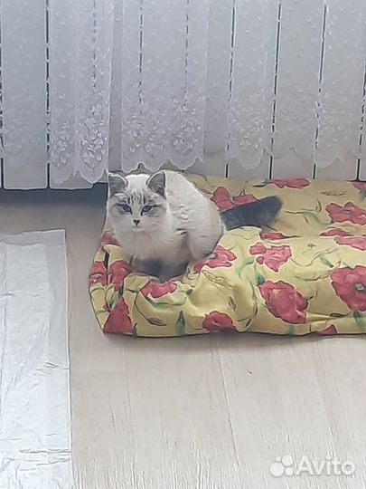 Животные в добрые руки бесплатно