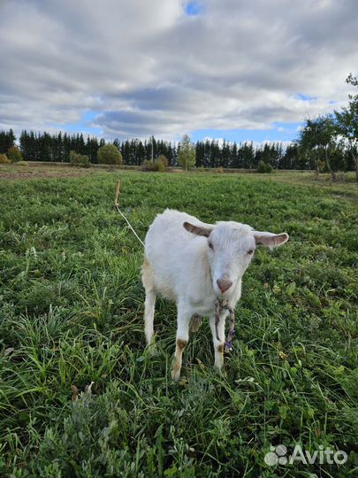 Козы дойные молочные