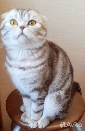 Вязка.Шотландский вислоухий кот