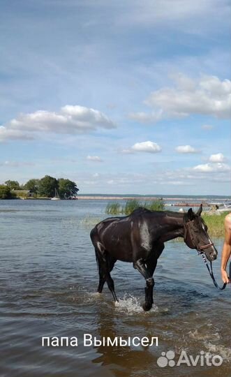 Лошадь тракененский жеребец
