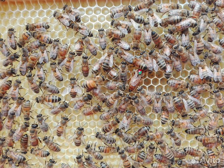 Пчелопакеты бакфаст