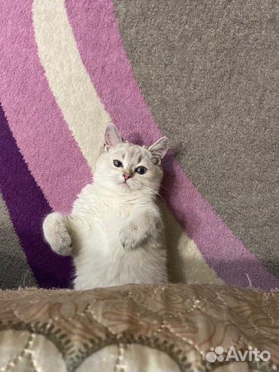 Отдадим котика в добрые руки