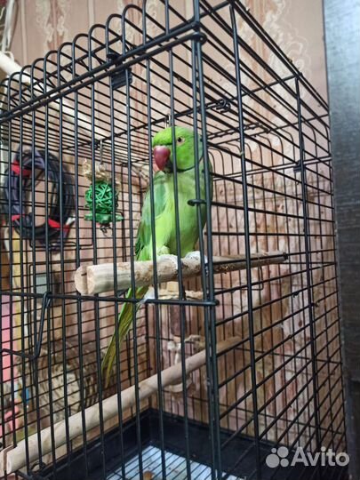 Ожереловый попугай мальчик