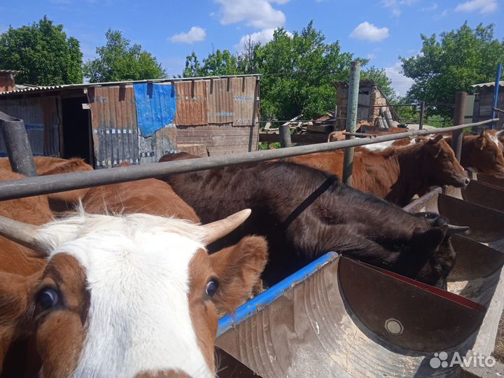 Продажа крс