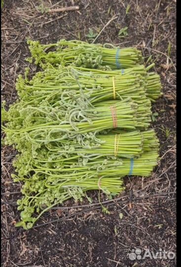 Папоротник свежий