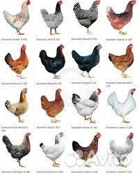 Курочки молодки несушки Доминант