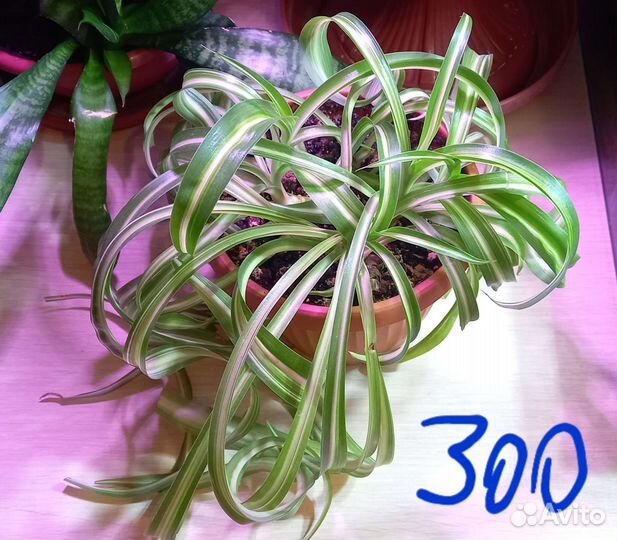 Хлорофитум кудрявый Бонни