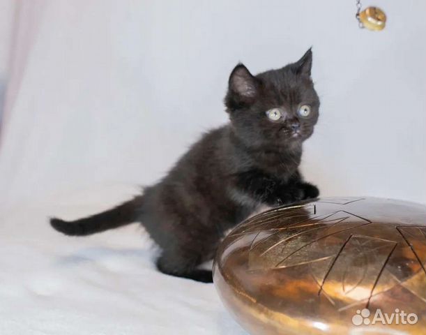 Британская девочка котенок чёрный шоколад