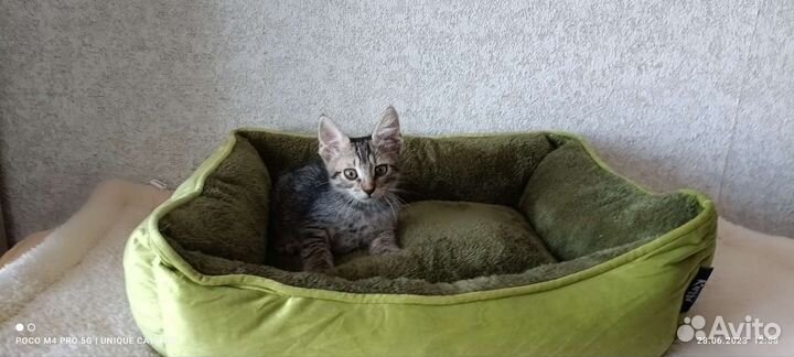 Котёнок, 3 мес., мальчик