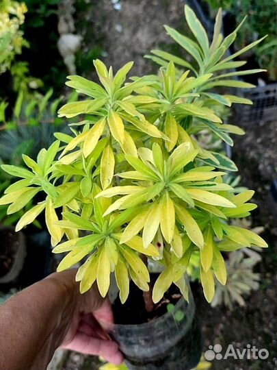 Мартина Эскот Рейнбоу