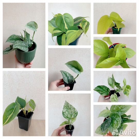 Сциндапсус эпипремнум