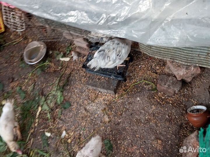 Куры. несушки