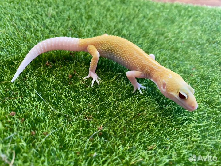 Эублефар геккон ящерица