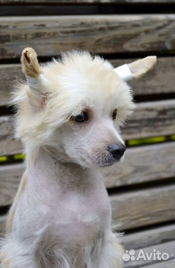 Китайская собачка