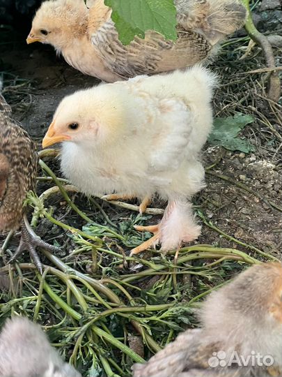 Цыплята