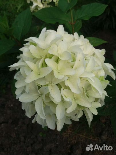 Гортензия метельчатая черенки
