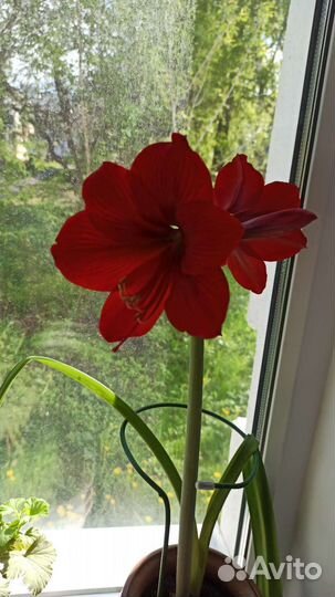 Гиппиаструм