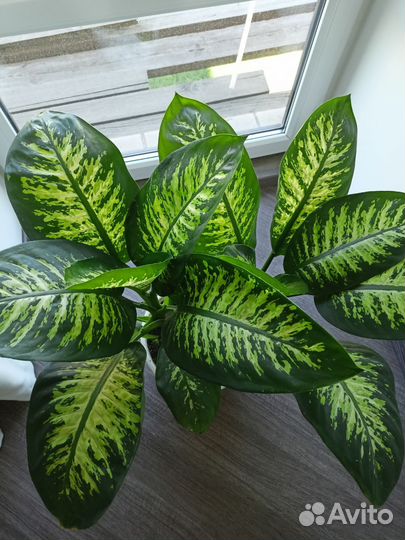 Диффенбахия