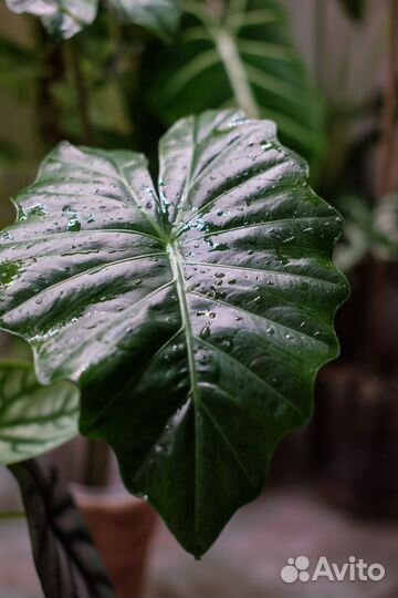 Алоказия портодора