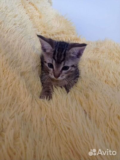 Котики бесплатно в добрые руки