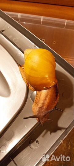 Улитка архахатина овум