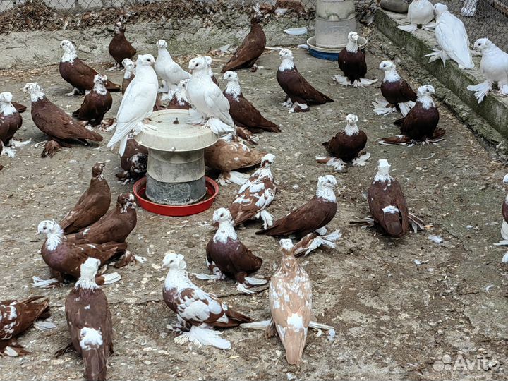 Голуби благодарненские продажа