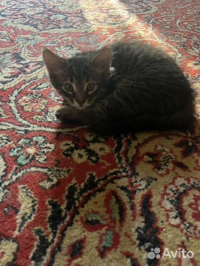 Котенок