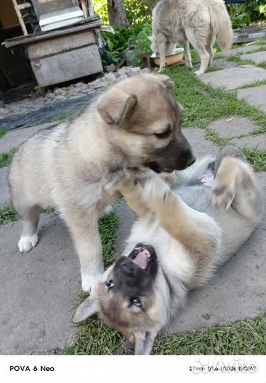 Собаки Хаски щенки