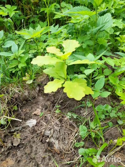 Саженцы дуба, рябины