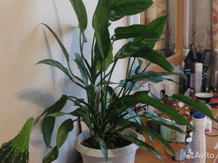 Комнатные растения, цветы