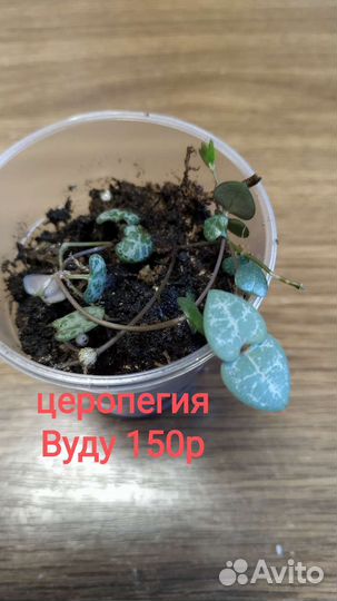 Церопегия вуда, церопегия вариегатная. Сансевиерия