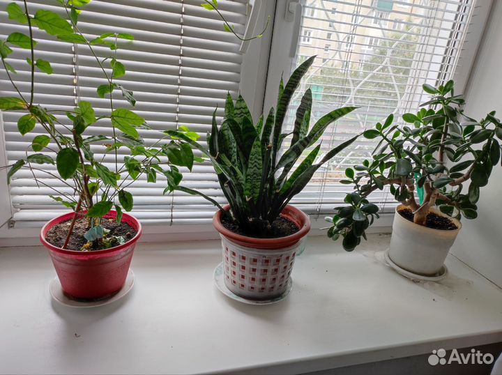 Денежное дерево и щучий хвост