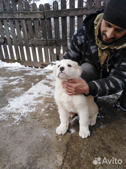 Щенки алабая