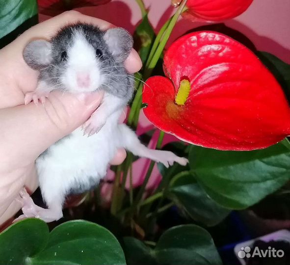 Крыса дамбо мальчики блейзы, крысята