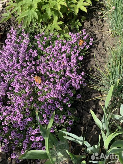 Тимьян, чабрец