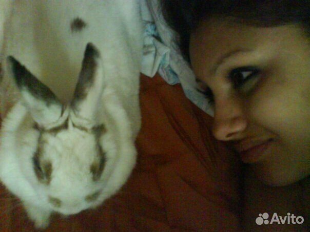 Передержка животных