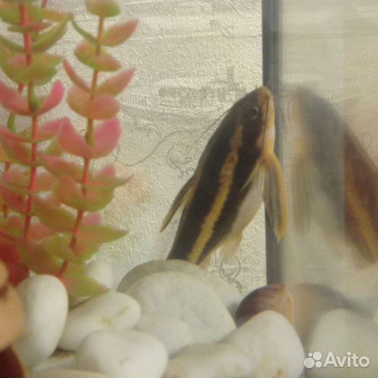 Сом платидорас