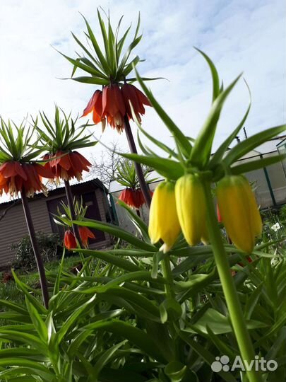 Рябчик императорский. Смесь