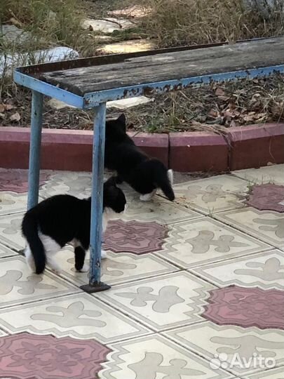 Котята