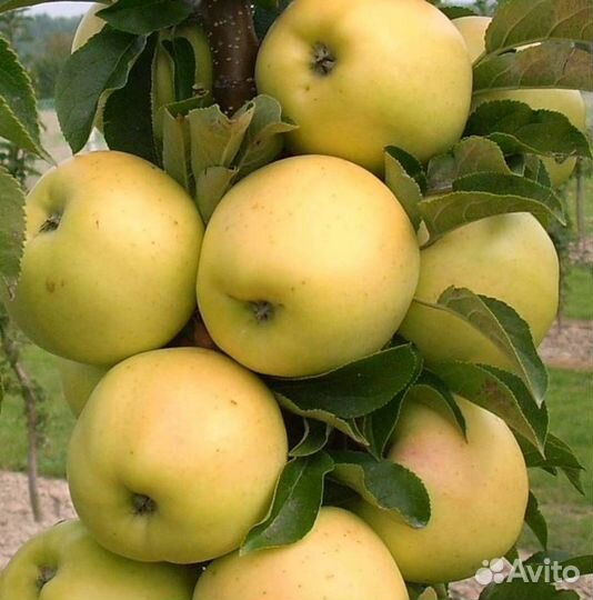 Саженцы яблони Медок