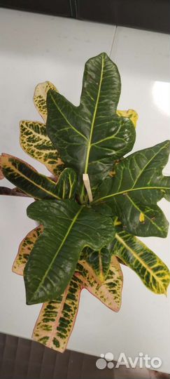 Кротон (кодиеум) экселент