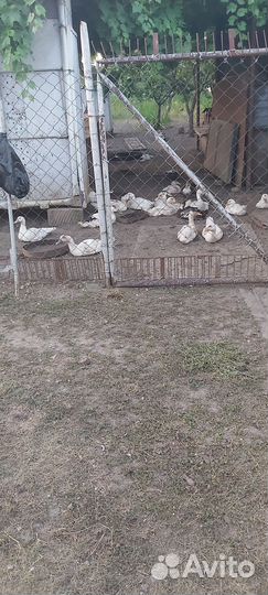 Домашние утки 
