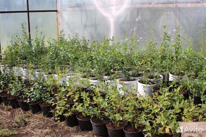 Голубика саженцы