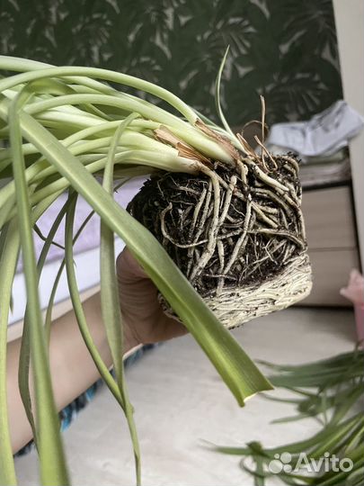 Хлорофитум