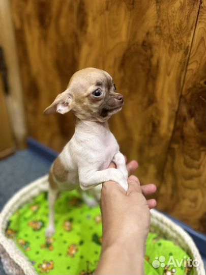 Чихуахуа micro микро девочка